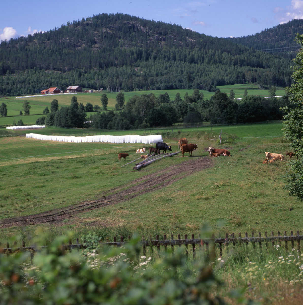 Ängsmark med kor och ensilagebalar. I marken syns spår efter en traktor. I bakgrunden står ett stort berg med tät skog.