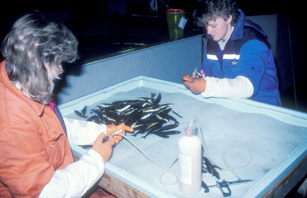 Tex-Fisk A/S. Bjugn 1987 : Vaskinering av smolt