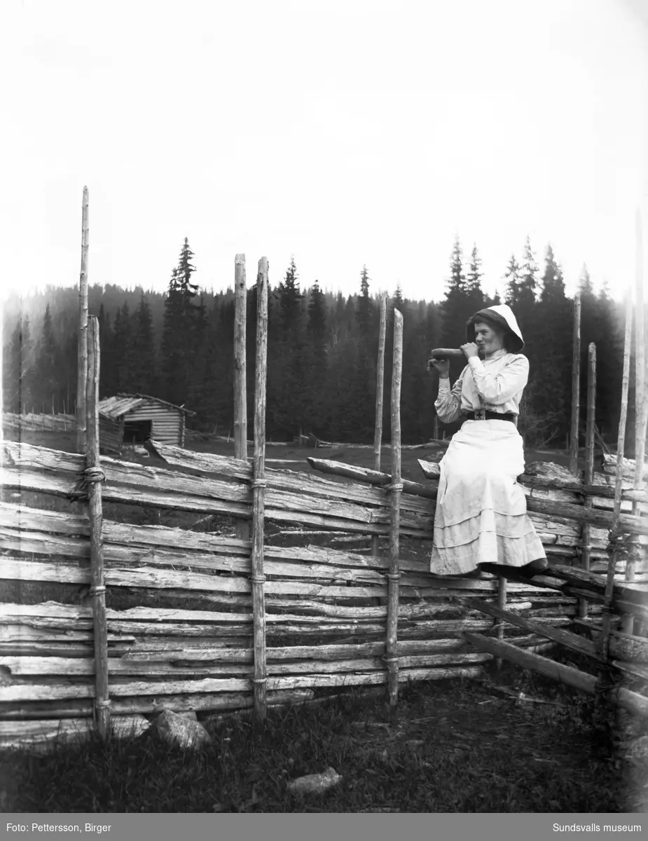 Fäbodbild från Klackbodarna i Stöde. Emma Flemström sitter uppflugen på gärdesgården och blåser i en lur.