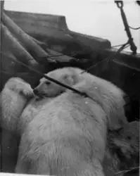 Ishavsskute på isbjørnfangst