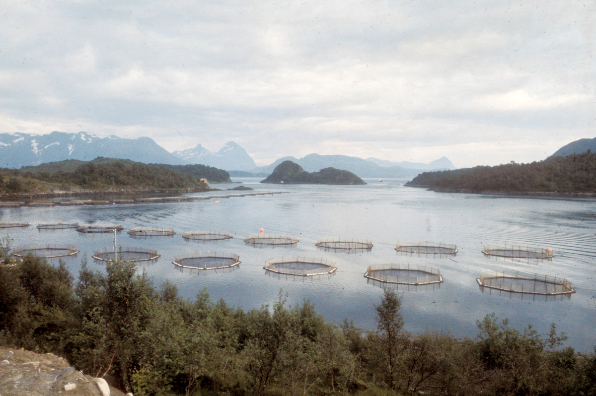 Bilde av oppdrettsanlegg i en fjord, med en mengde åttekantede "Grøntvedt-merder".