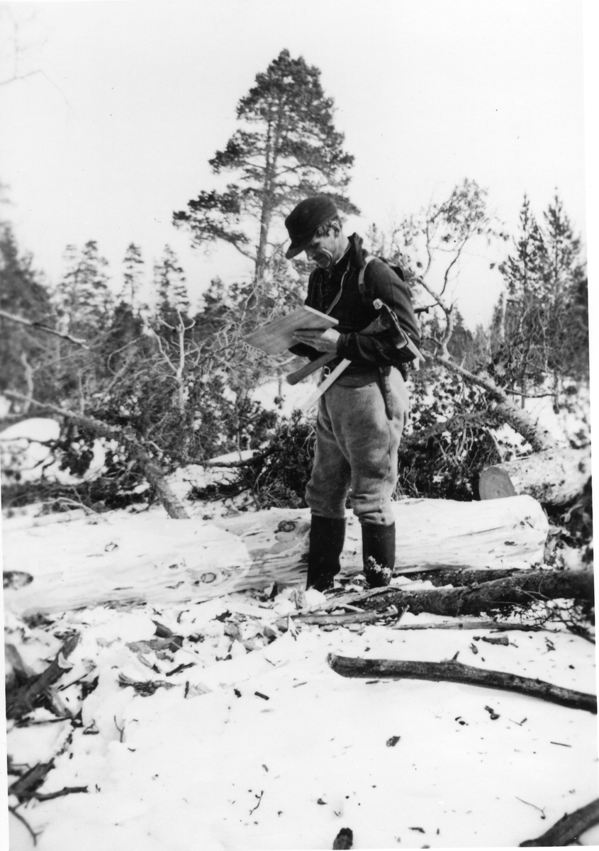 Skogsarbeide ved Håsjøen, Røros