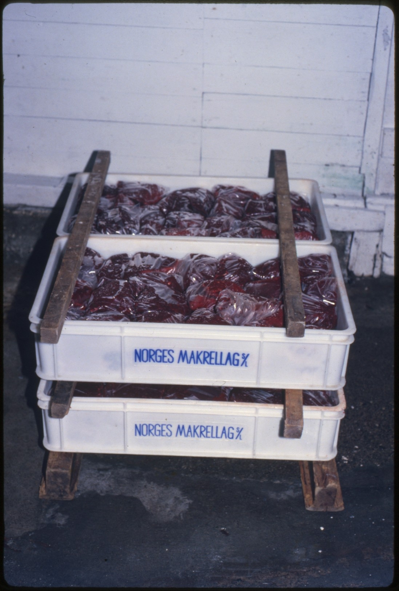 Kasser med ferdig innpakkede hvalbiffer er klare for nedfrysing.