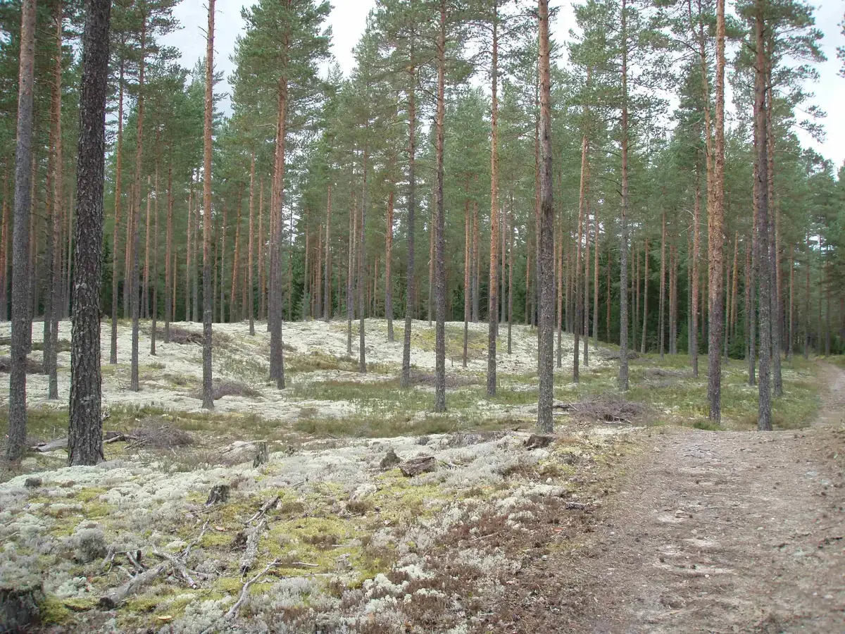 Sandfuruskog