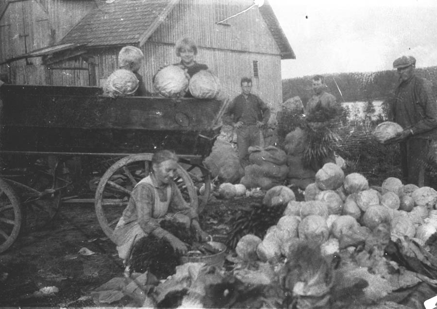 Gruppebilde. Høsting av hodekål og gulerøtter, menn og kvinner i arbeid.