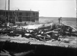 Dette er den aller første kvalen som ble tatt på land i 1925