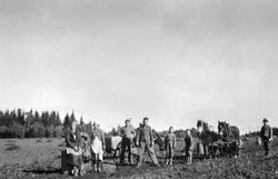 Potetonn på Skjønsby, Ringsaker. Potetplukkere, voksne og ba