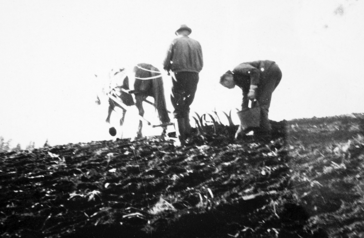 Doksrud og Heggelund plukker stein etter harva. Våronn. AT-tjeneste på Ådalsbruk i Løten, 26. august 1942 til 26. november 1942. Arbeidsdistrikt nr. 1. Arbeidsfylking IV. Sveit nr. 5. Forleggingssted Ådalsbruk. Arbeidstjenesten under 2. verdenskrig. 