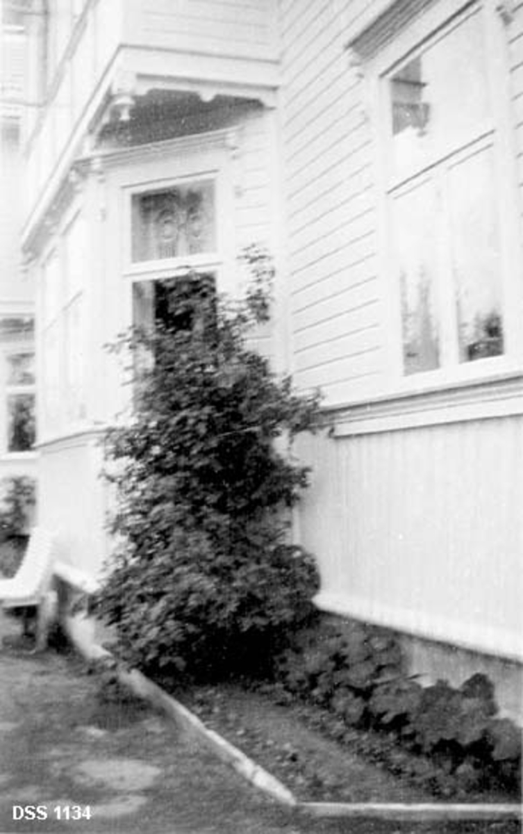Fra hagen ved Nord-Helgeland skogforvaltergard.  Fotografiet er tatt mot et blomsterbed ved ytterveggen på et våningshus med vertikalt fotpanel.  Mot et karnapp vokser det en buskvekst. 