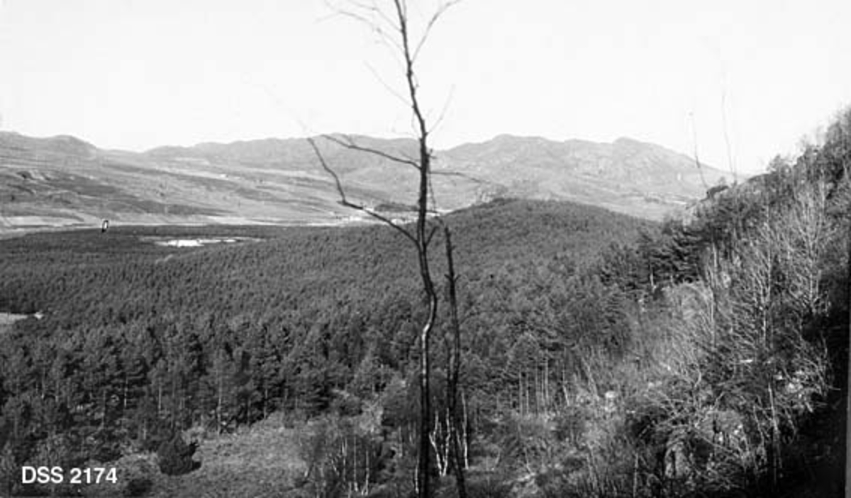 Oversiktsfotografi over Myklebustskogen i Høylandkomplekset statsskog.  Høyre del av tredelt "panorama- eller vidvinkelopptak".  Fotografiet er tatt fra Savrtupsbakken, et høgdepunkt i terrenget, med utsikt over skogflater, et par sjøer og litt jordbruksareal.  I i forgrunnen ei li med litt bladløs lauvskog.  Ellers domineres bildet av en åskam med furuskog.  Bakenfor denne skimtes en liten dal med garder og åkrer, samt bakenforliggende fjell.  Høylandkomplekset ble kjøpt av staten, stykke for stykke, fra 1873 og framover.  Arealene ble ervervet med sikte på å få etablert et skogreisingsprosjekt i en del av landet med påtrengrende underskudd på trevarer. 
