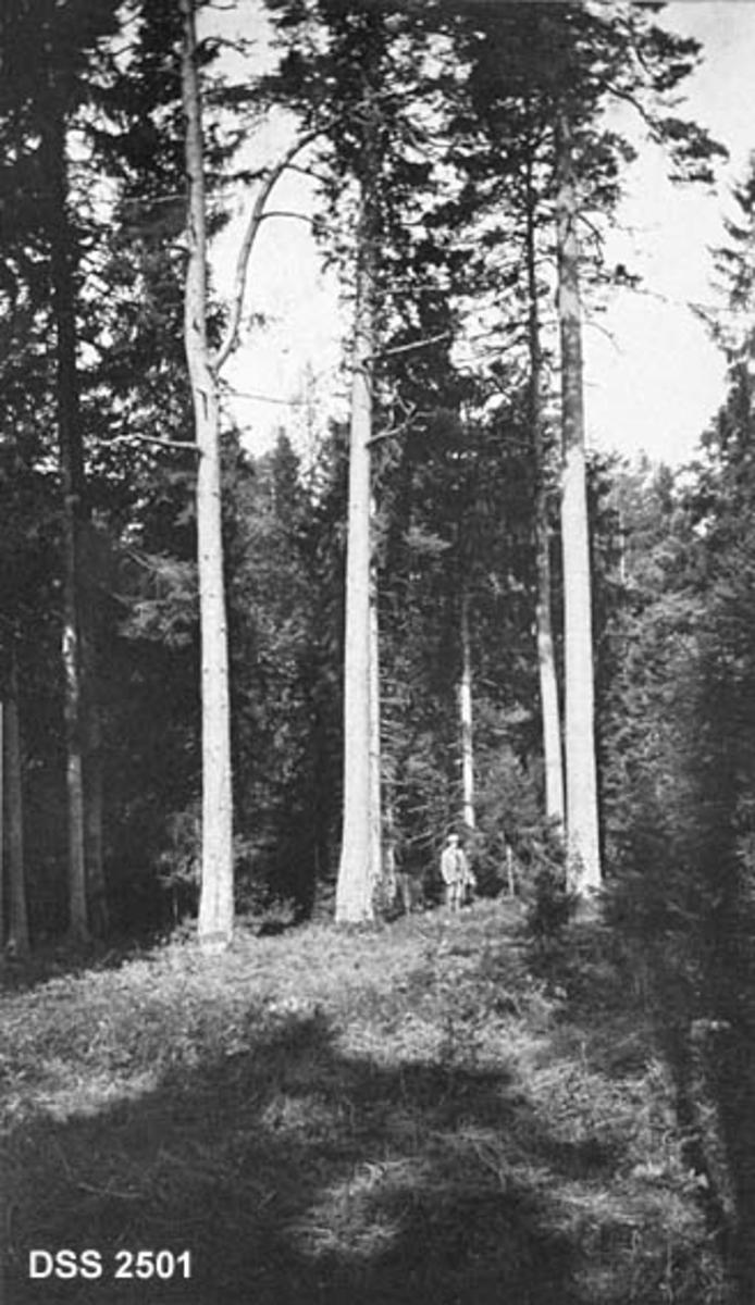 Lange, rettvokste furutrær i Borre prestegårdsskog i Vestfold. En mannsperson danner målestokk, og understreker inntrykket av at dette må ha vært furuer med uvanlig stor høyde og diameter. 