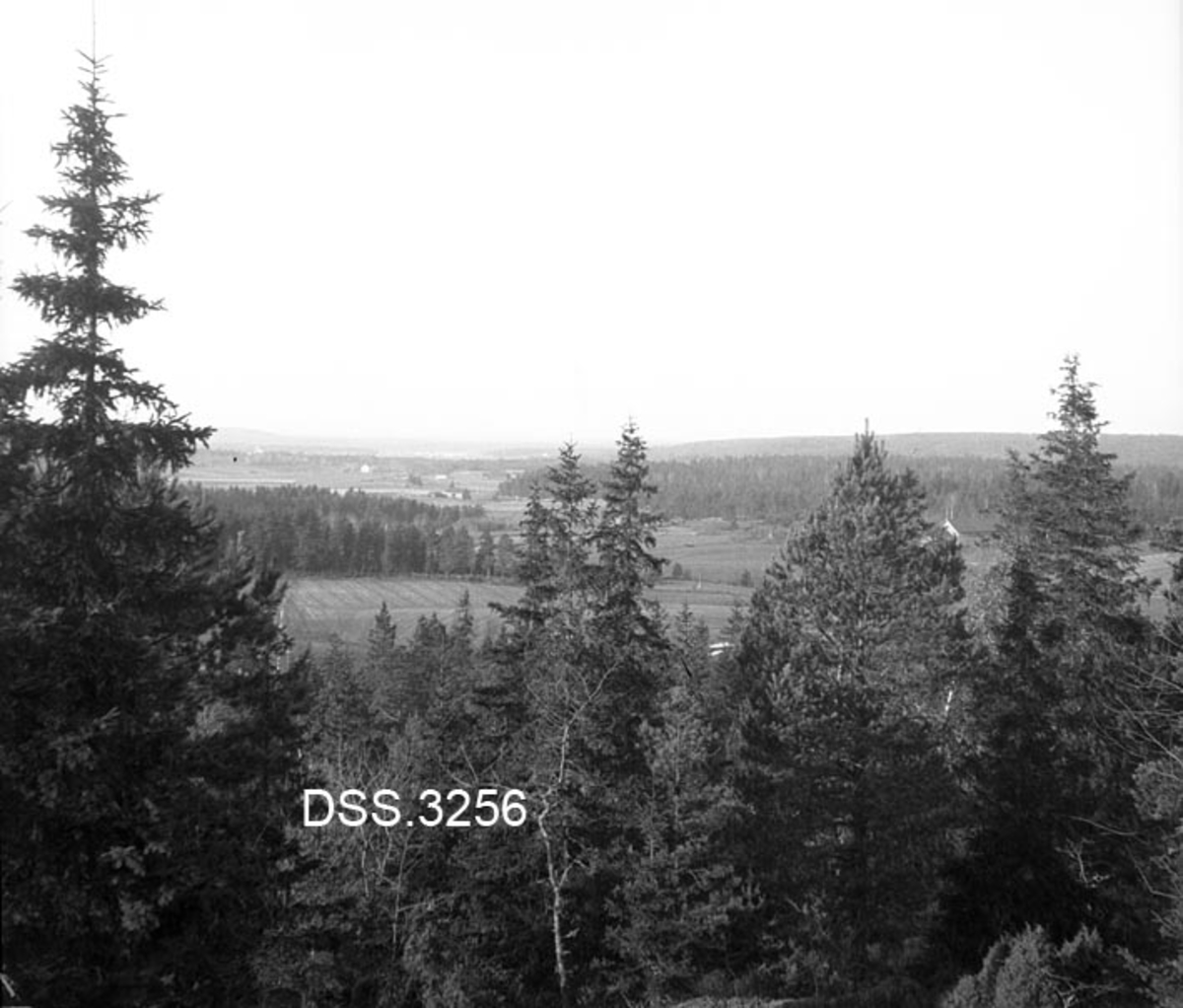 Utsikt fra Skotvet skog.  Gran- og furutrær i forgrunnen, åkerlandskap med skogtanger i bakgrunnen.  Fotografiet skal være tatt i retning Svinndal kirke. 