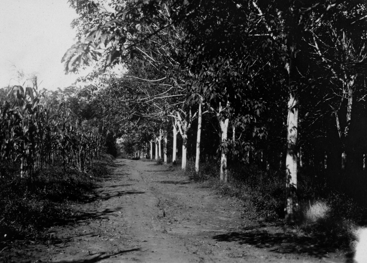 Bred grusvei med maisplanter langs den venstre siden og muligens gummitrær langs den høyre.
