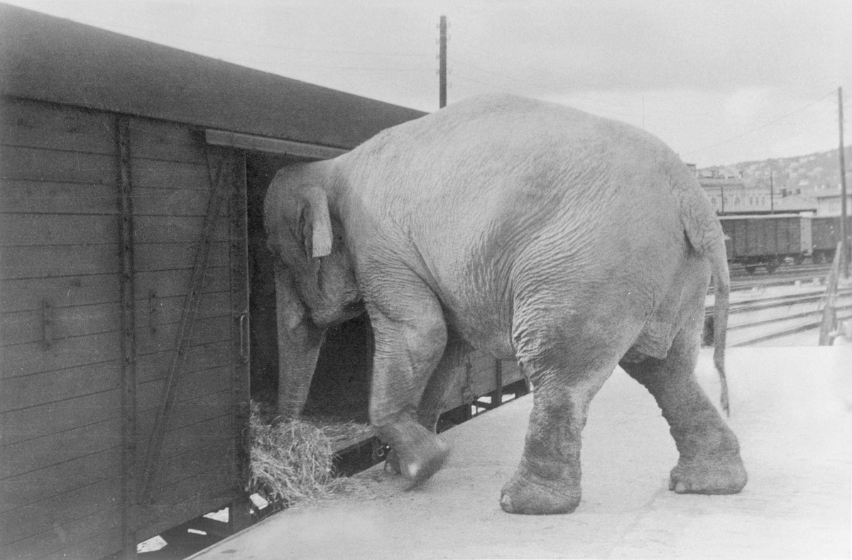 Elefant fra Cirkus Berny