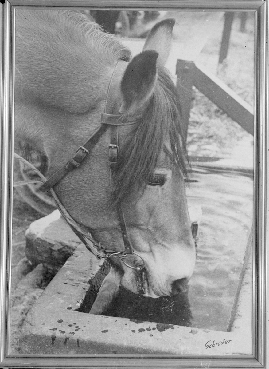 Bilde av hest ved vanntrau ved Tavern