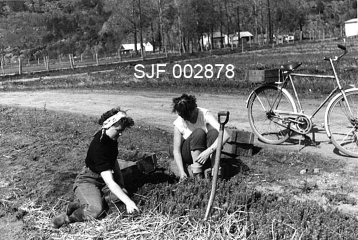 Planteopptak i skogplanteskolen på Fisketjørn i Suldal i Rogaland våren 1958. Vi ser to unge kvinner som sitter på hver sin side av ei planteseng, den ene på bakken, den andre på ei trekasse, og plukker forsiktig opp barrotplanter som legges i trekasser.  Foran dem er det stukket en spade eller et greip ned i bakken, et redskap som antakelig ble brukt til å løsne plantene før de kunne tas opp. På vegen bakenfor står en herresykkel med ei plantekasse på bagasjebrettet.  På motsatt side av vegen er det flere plantesenger, og bak noen spredte trær skimtes en del bygninger, antakelig et gardstun. 