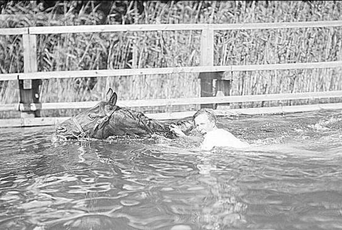 Vid bryggan i Sjötorpssjön tränades först svämning av hästar - hästen simmade och ryttaren ledde den gående på bryggan - därefter simning med häst längs bryggan. Därefter var det klart för simning med häst ute i sjön.