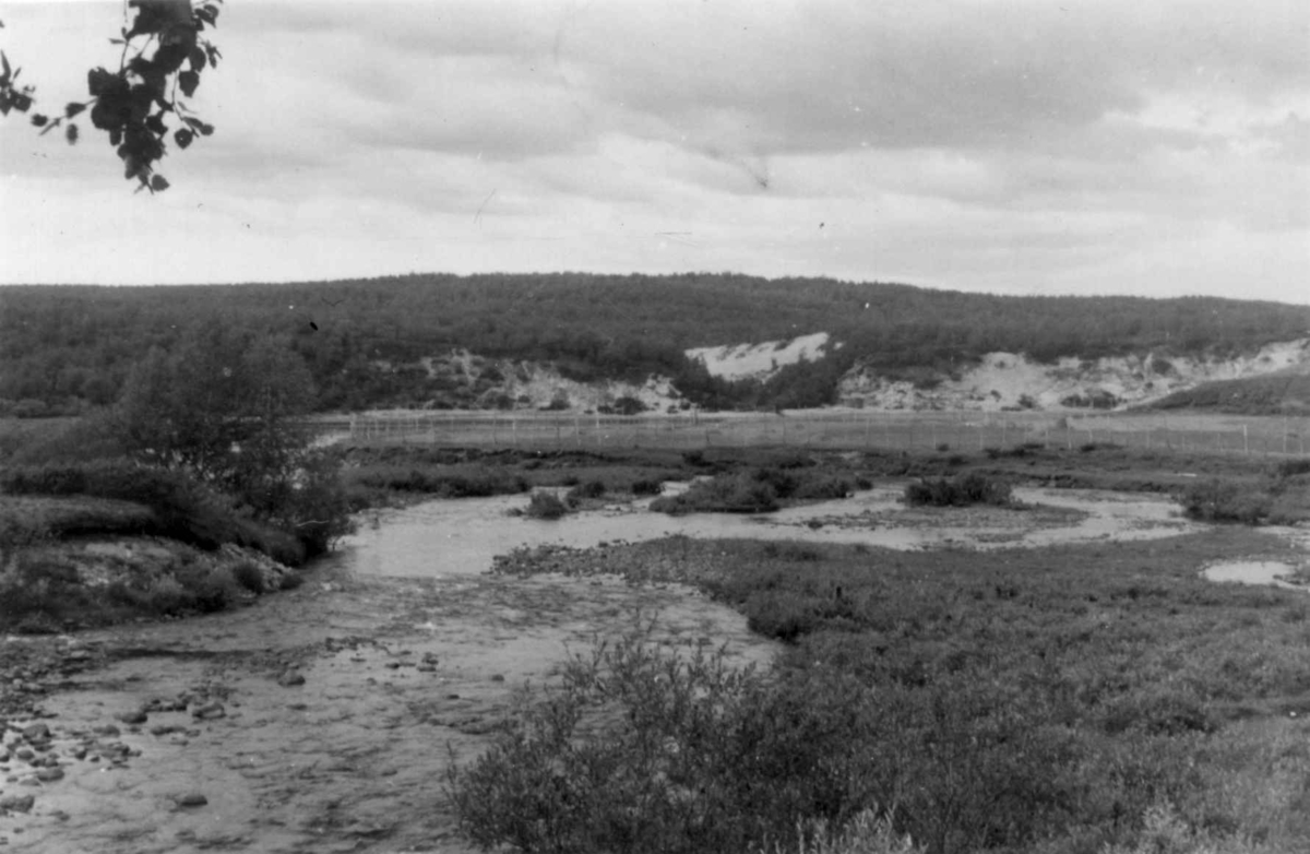Slåttemarken ved elven nedenfor Mikklesens gård. Kautokeino 1953.