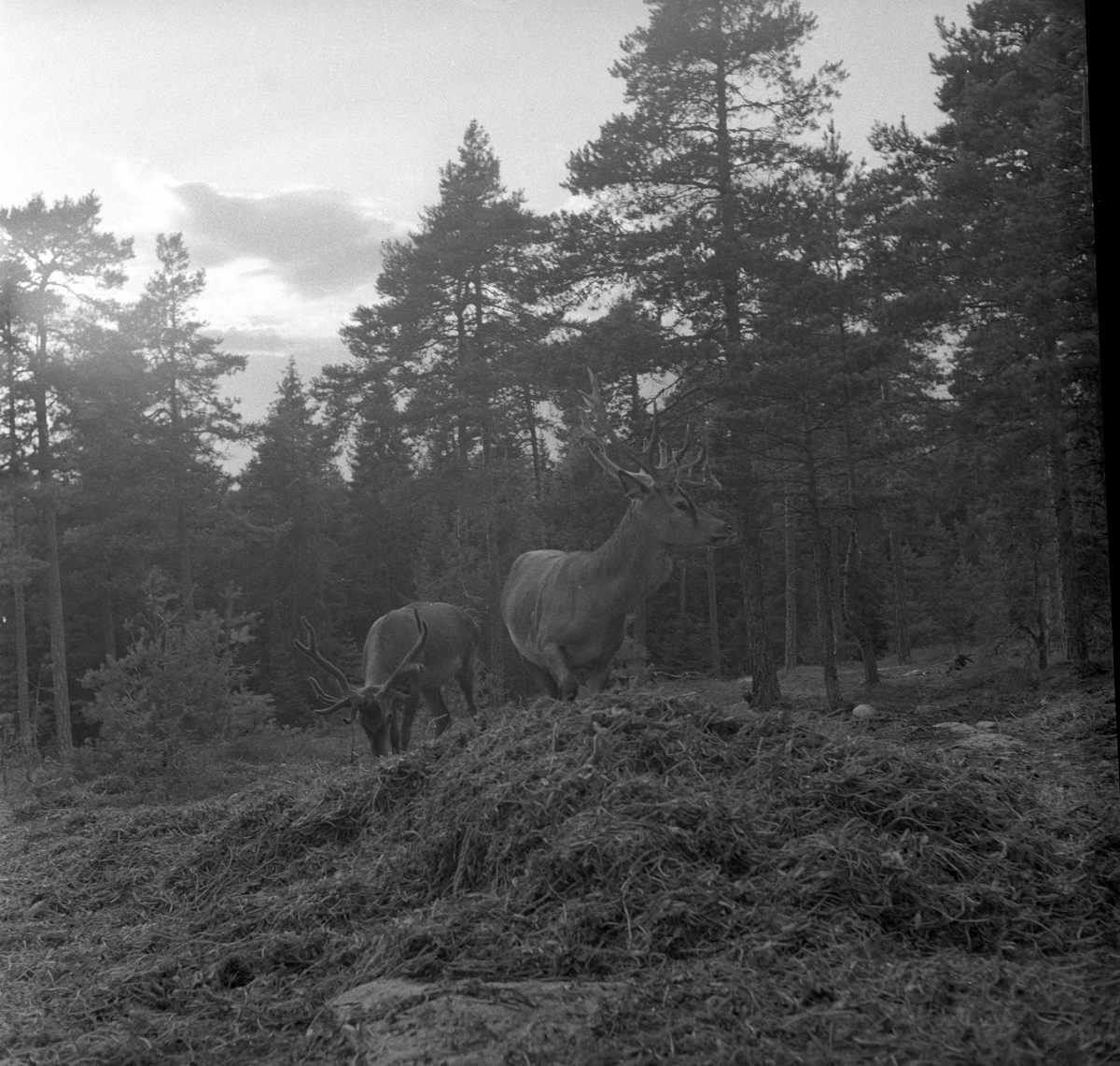 Hjort hos Arnt Holm, Elingård, Gressvik, Onsøy, Fredrikstad
Fotografert 1956.