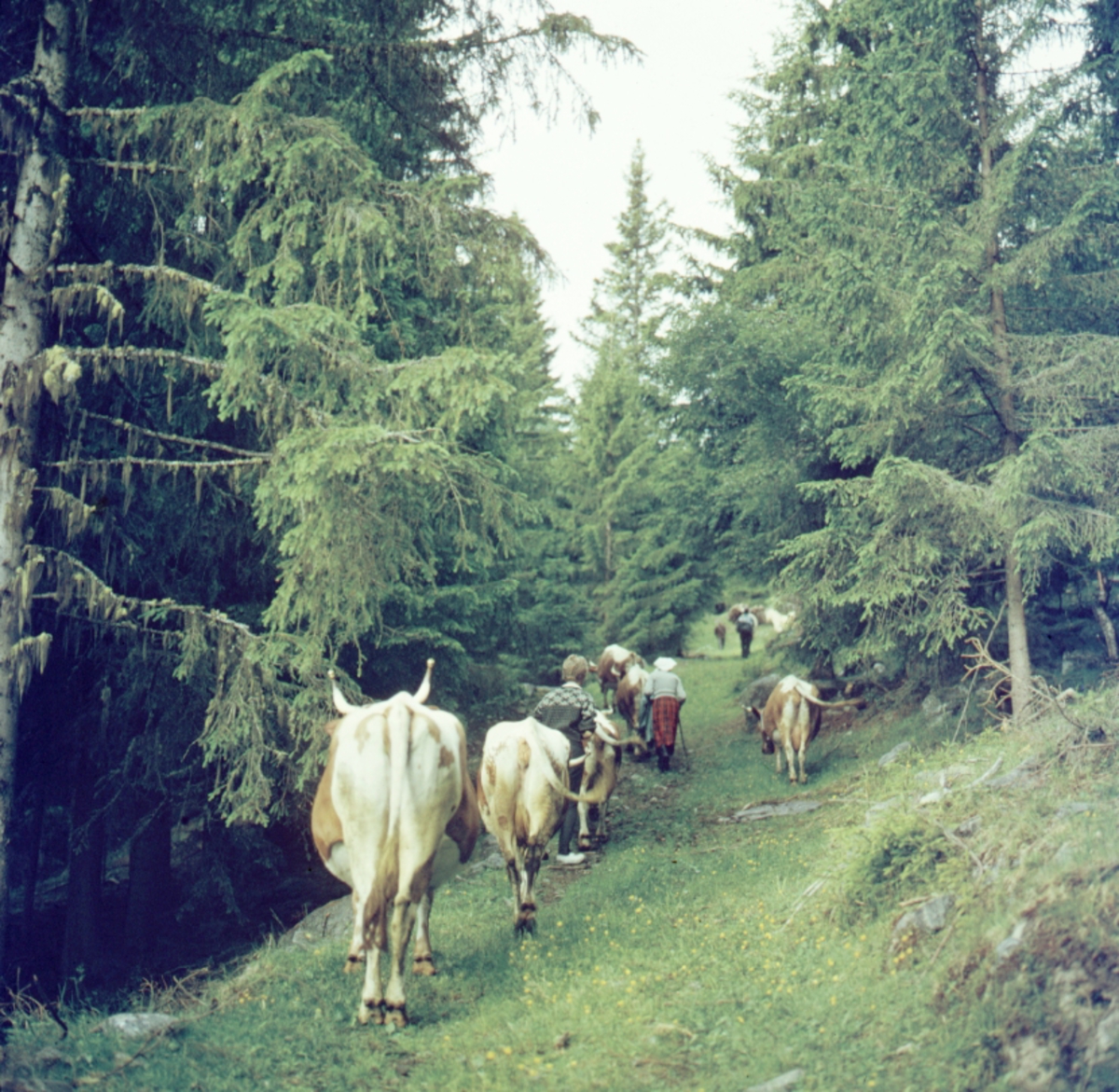 ål i hallingdal