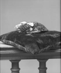 Portrett, sovende katt på pute. Wilhelmsens katt.