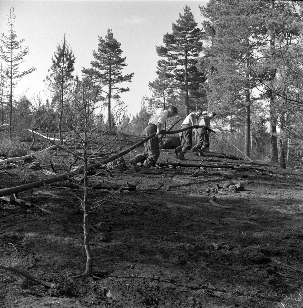 Skogbrann i Aremark juli 1958. Rydding av brente trær.