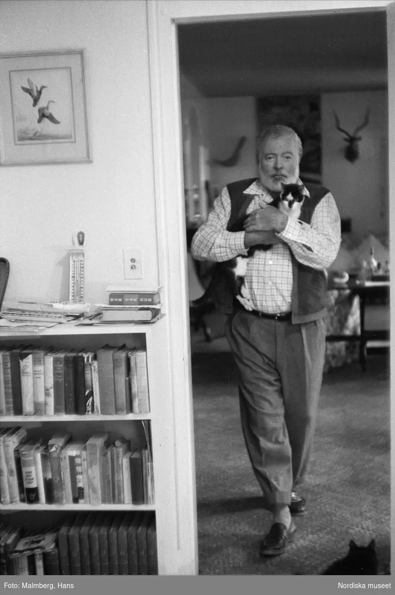 Författaren Ernest Hemingway med katt i famnen i sitt hem Finca Vigía, San Francisco de Paula, Kuba