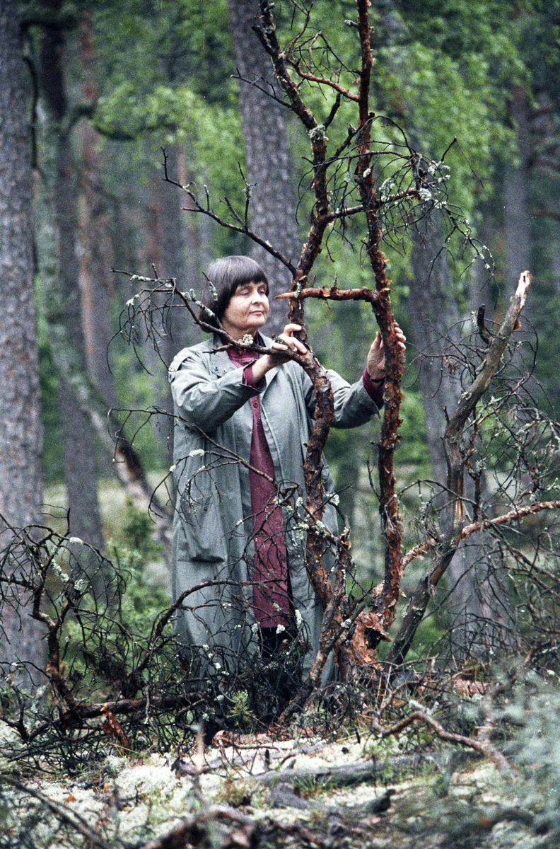 Konstnären Monia Vestin i skogen vid Sävja, letar kvistar som hon använder i olika textila sammanhang, Uppsala 1990