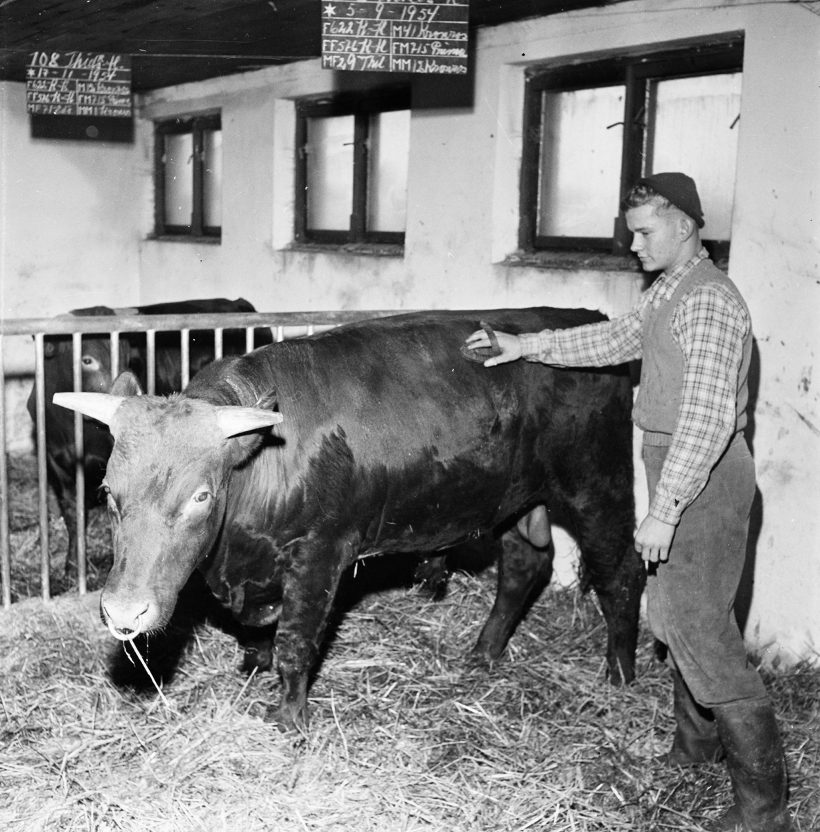 Ko i bås, Thils Norrgården Hjälsta, Uppland december 1955