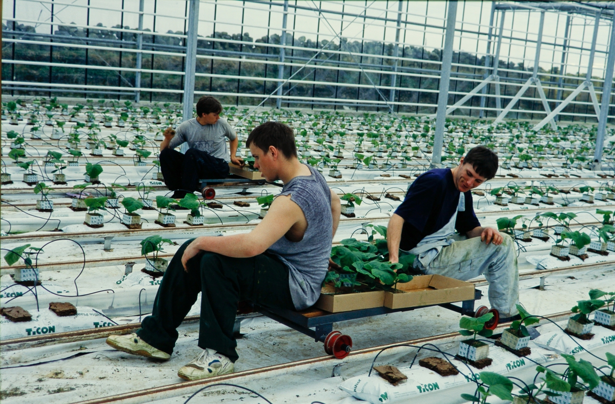 Tre mann set ut unge agurkplanter i veksthus.
Agurk produksjon i veksthus.