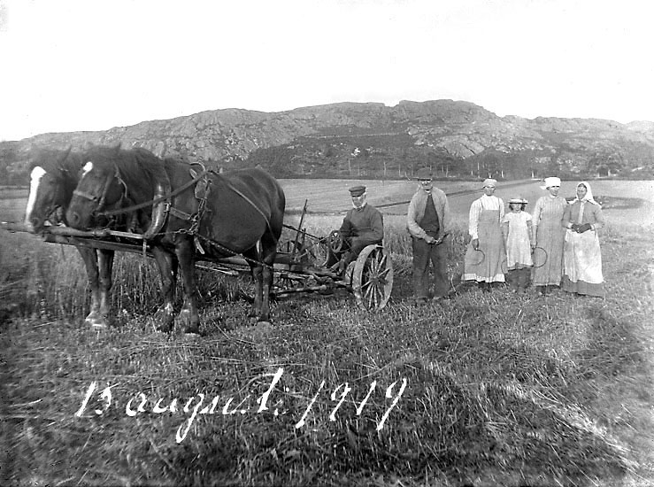 Skördearbete på Skistad Västergård 1919