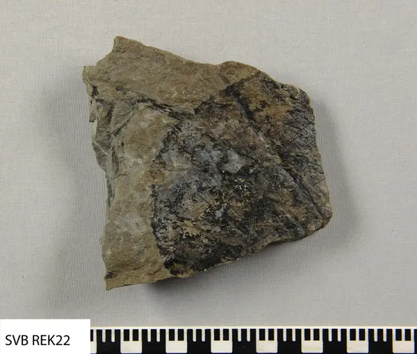 Radio karbon dating Dinosaur fossiler