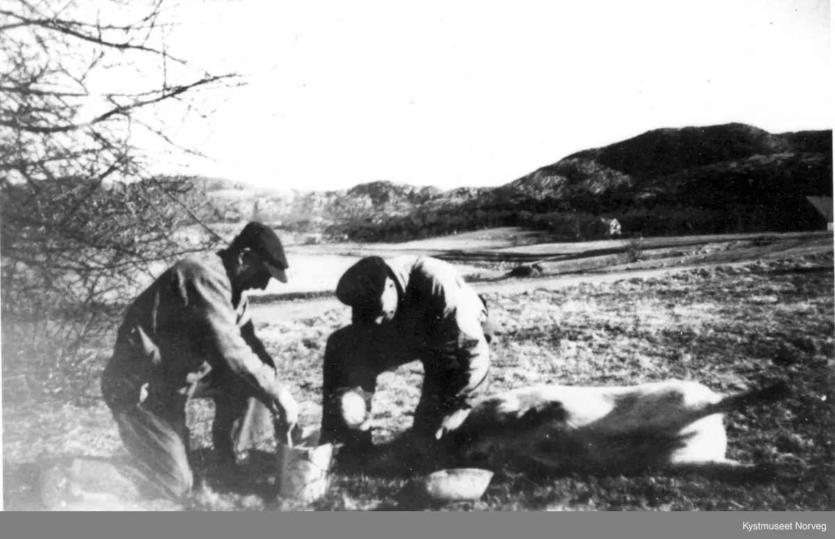 Flatanger, gris-slakting på Vik