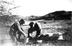 Flatanger, gris-slakting på Vik