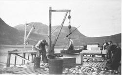 Innveiing av fisk på kaia ved Markussens fiskemottak.