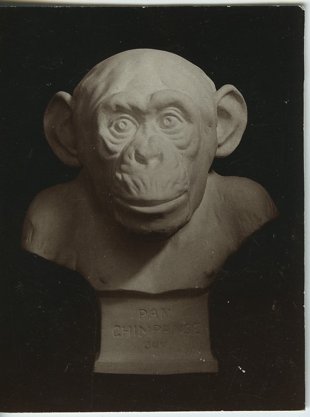 'Schimpans, juv. Skulptur av Bildhauer Herman Teer Meer, Leipzig. Höjd 28 cm. ::  :: Ingår i serie med fotonr. 1015-1020.'