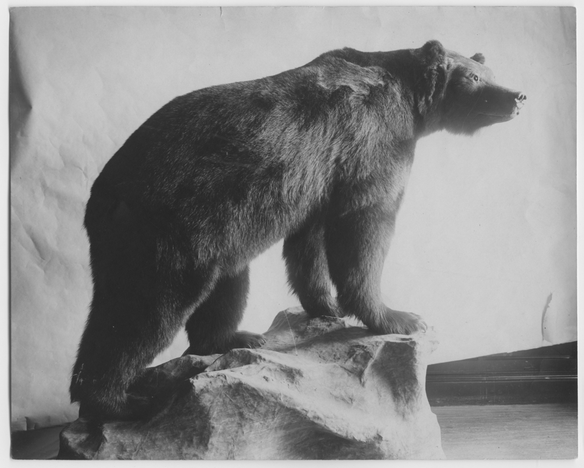 'Monterad björn, hane. ::  :: Inkom:1906-01-00. ::  :: Montaget finns utställt i däggdjurssalen u monterskåp nr. 24 på Göteborgs Naturhistoriska Museum (2008-01-18).'
