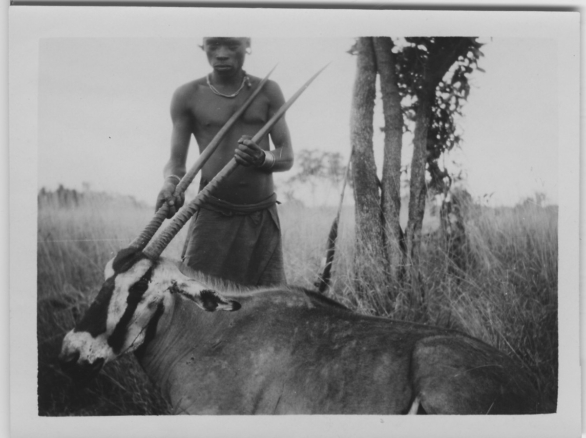 'Beisa (enligt baksidan av fotografiet), skjuten. 1 man håller upp huvudet genom att hålla i hornen. Stäpp. ::  :: Serie fotonr 1434-1449'
