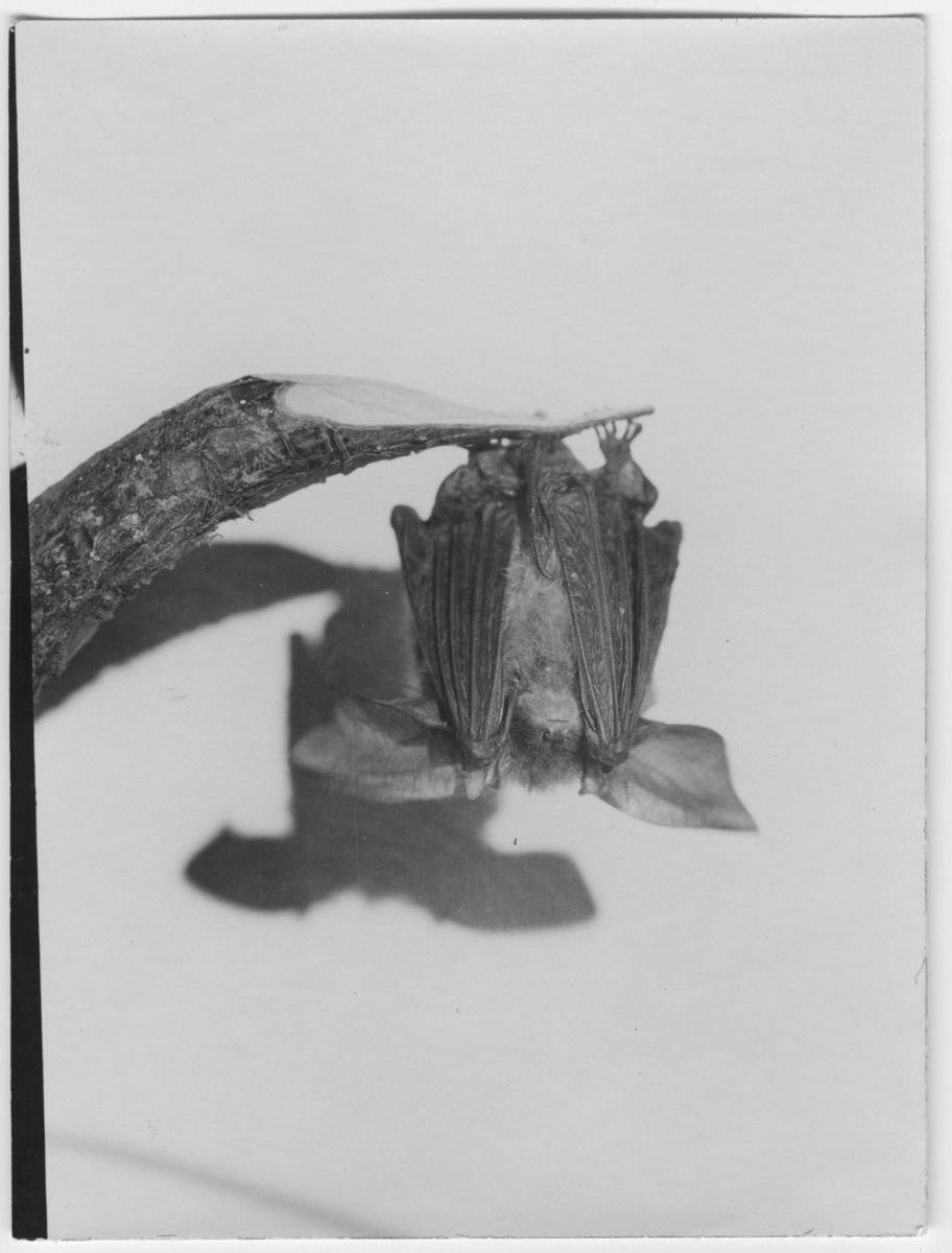 'Långörad fladdermus, hane, hängande, sedd från sidan. Närbild. ::  :: Ingår i serie med fotonr. 1851-1861.'