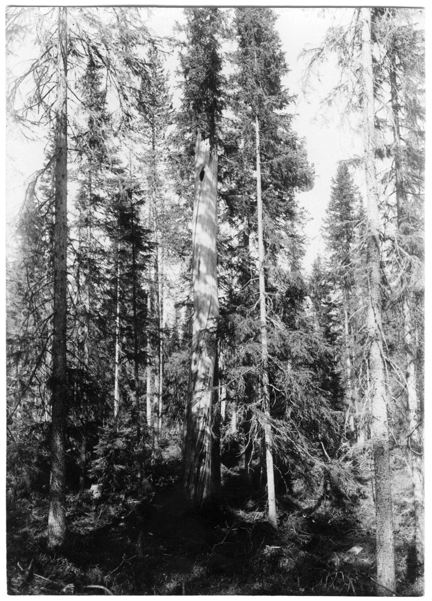 'Slaguggla, boträd (ca 8m högt). Avbruten torraka i granskog med bohål. Omgiven av granar. ::  :: Ingår i serie med fotonr. 1870-1872.'