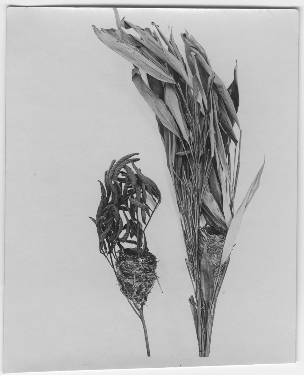'Från Kjell Kolthoffs Kina-expedition 1921-1923: ::  :: 2 st fågelbon. ::  :: Ingår i serie med fotonr. 2636-2656.'