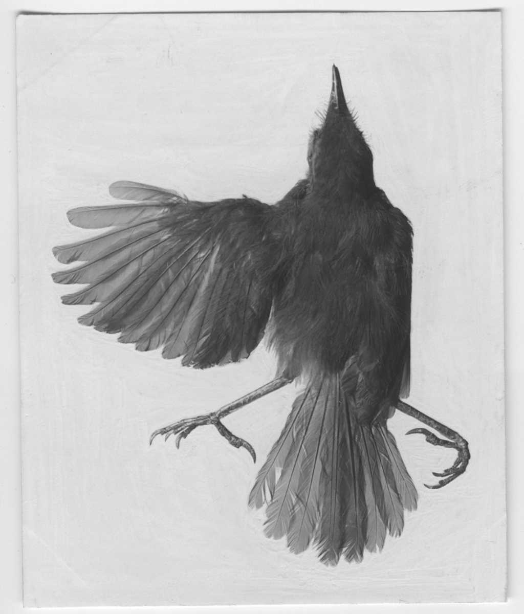 'Från Kjell Kolthoffs Kina-expedition 1921-1923: ::  :: Sylviidae. hane. ::  :: Ingår i serie med fotonr. 2636-2656.'