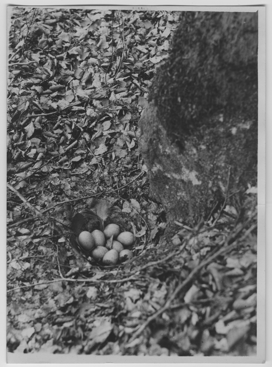 'Tjäderbo med 8 ägg nedanför trädstam på boklövsklädd mark. ::  :: Se även fotonr. 3069.'