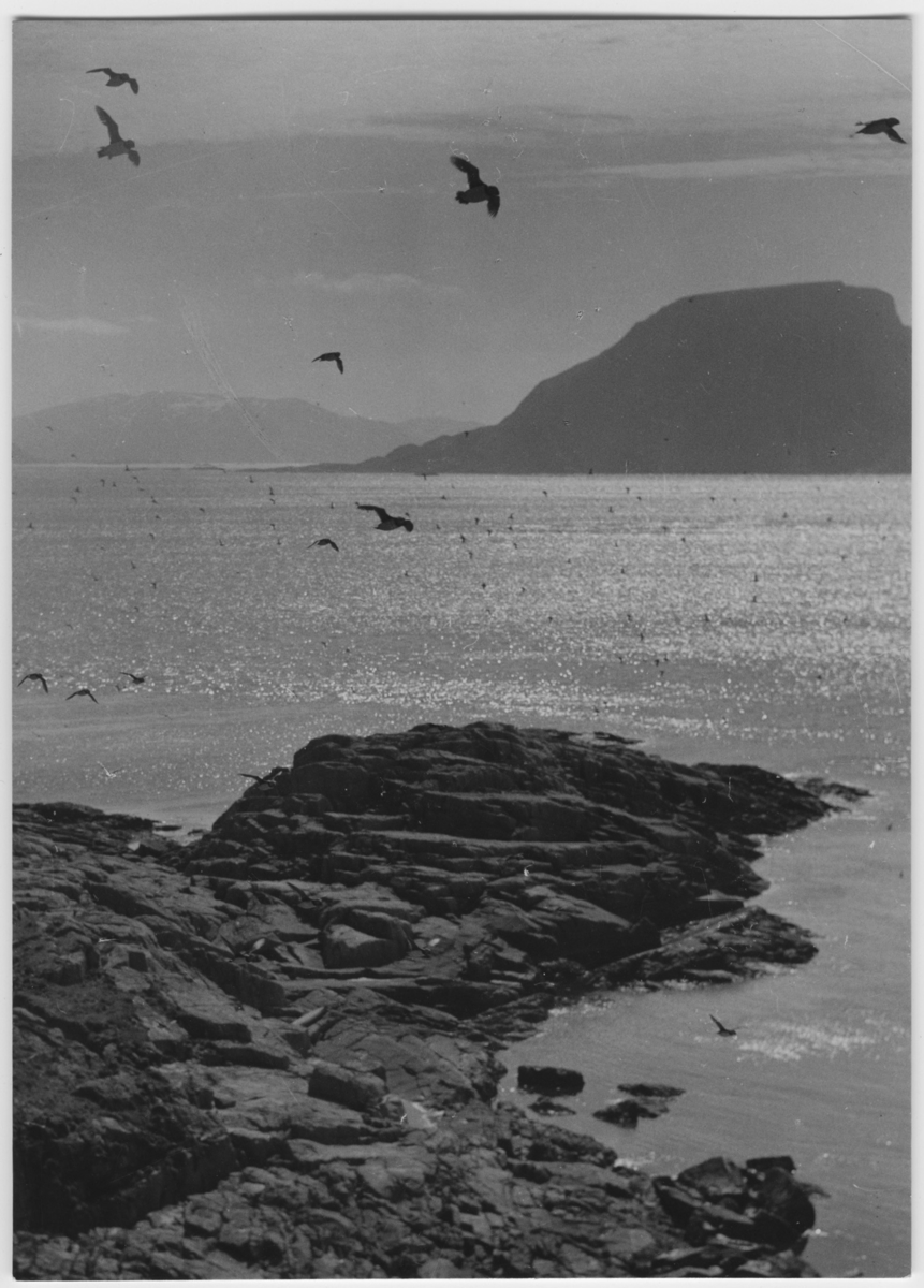 'Vy med lunnefåglar, fåglar i luften, klippor och öar. ::  :: Ingår i serie med fotonr. 3382-3407.'