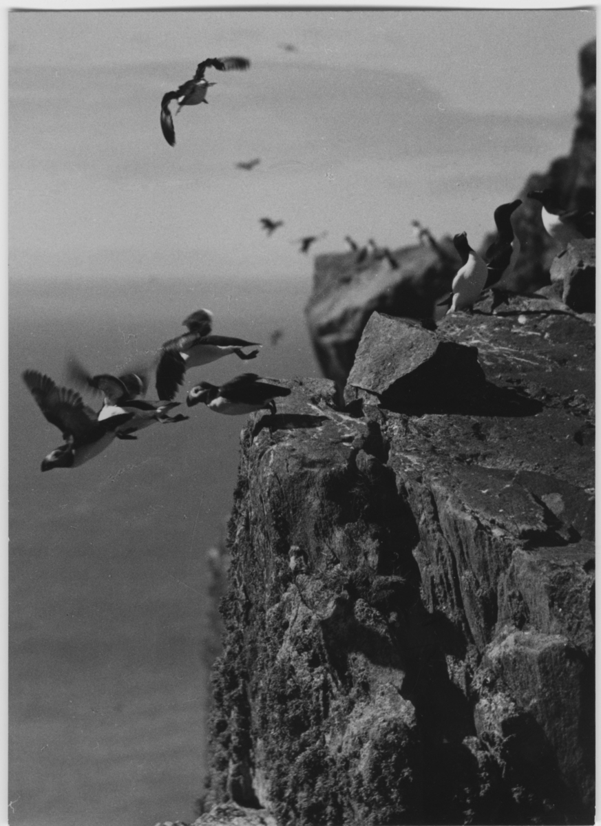 'Lunnefåglar och tordmular. Fåglar som kastar sig ut från klippor. ::  :: Ingår i serie med fotonr. 3382-3407.'