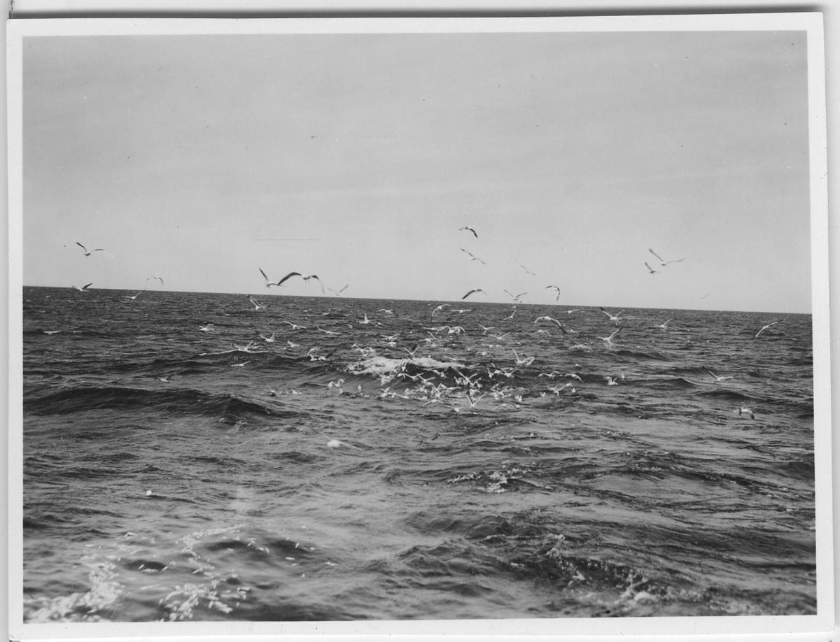 '''Skageraks''expedition 6-10 juni 1939: ::  :: Fågelmoln över vatten, på avstånd. ::  :: Ingår i serie 4101:1-8.'