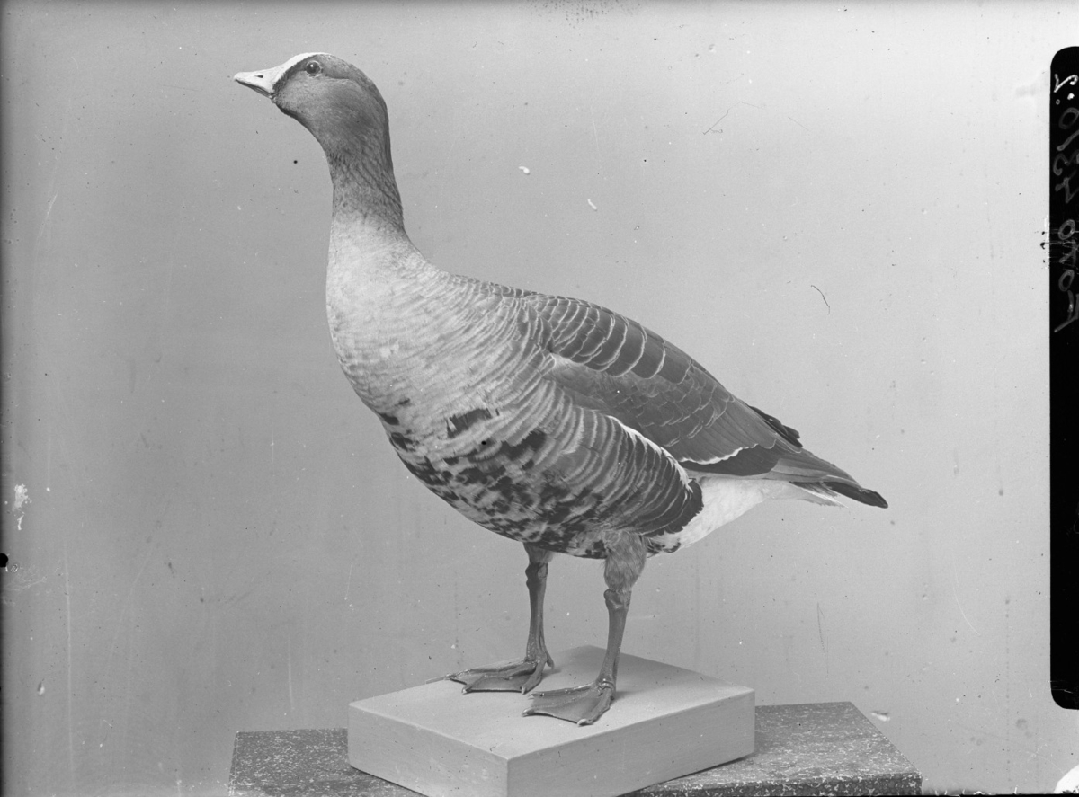 'Bläsgås, adult hane. Fynddatum: 1938-05-12. ::  :: Montaget finns utställt i monterskåp nr. 256 i fågelgången på Göteborgs Naturhistoriska Museum (2008-02-05).'