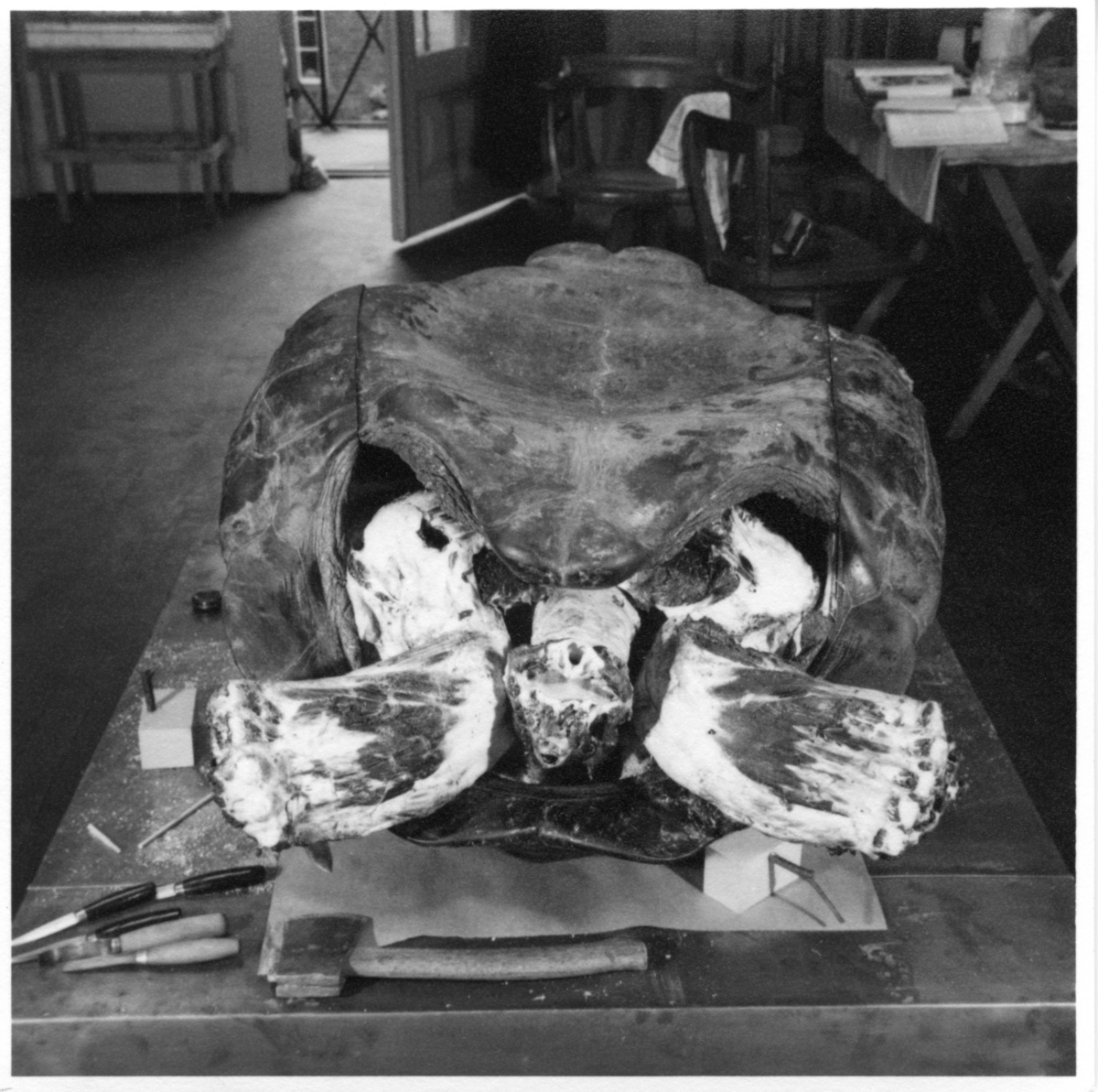 'Galapagossköldpadda, hane. Under arbetet med  sköldpaddan i ateljen. Monterad av konservator Gunnar Enemyr. Fotograferad framifrån. Ben, huvud och skal. I bakgrunden arbetsbord och stol. Intill sköldpaddan ligger ett antal knivar. ::  :: Fynddatum: 1948-06-03. Död: 1948-12-09. ::  :: Ingår i serie med fotonr. 4467:1-4.'