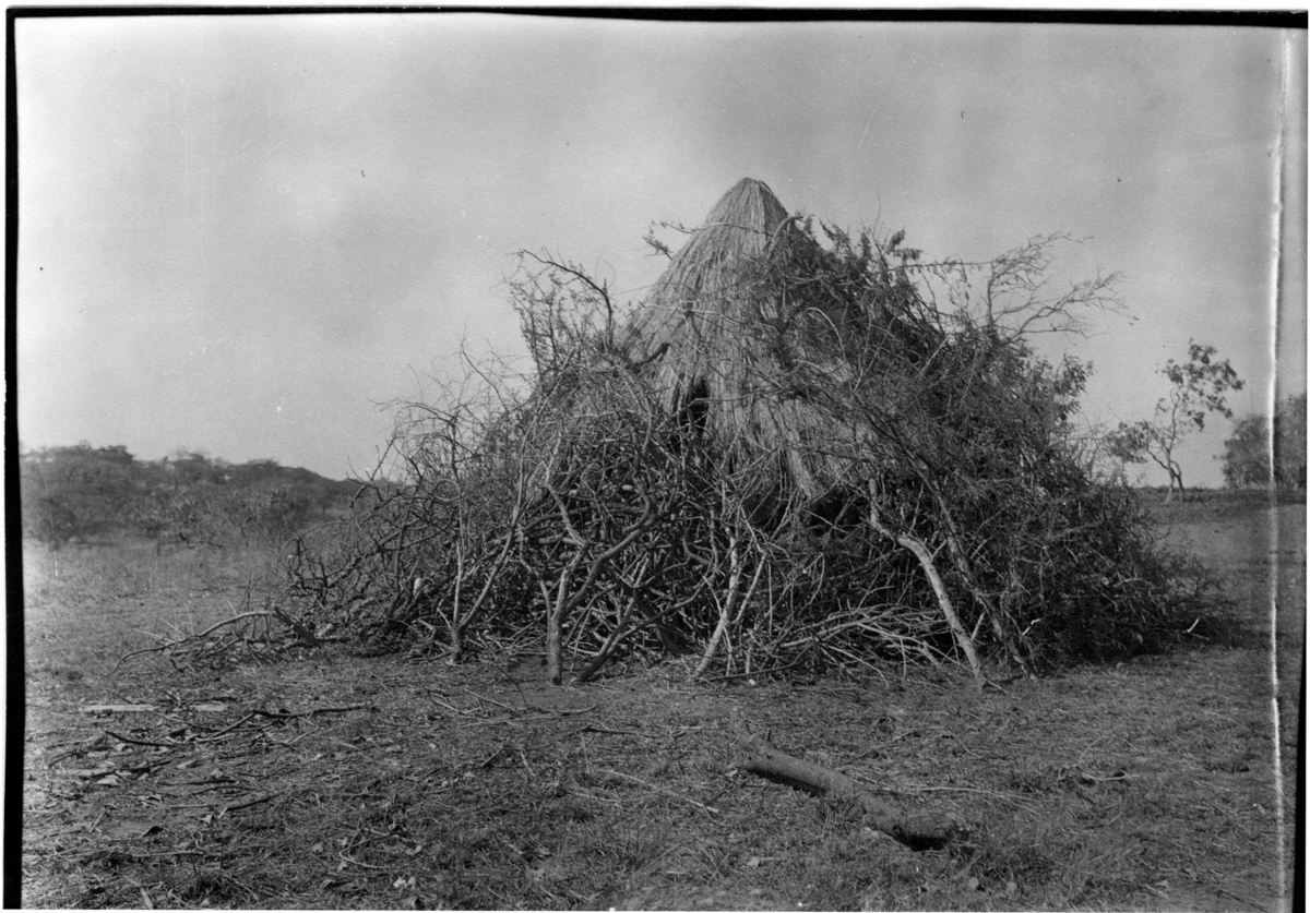 'Diverse fotografier från bl.a. dåvarande Nordrhodesia, nu Zambia, tagna av Konsul Magnus Leijer. ::  :: Toppig hydda övertäckt av diverse trädgrenar.'