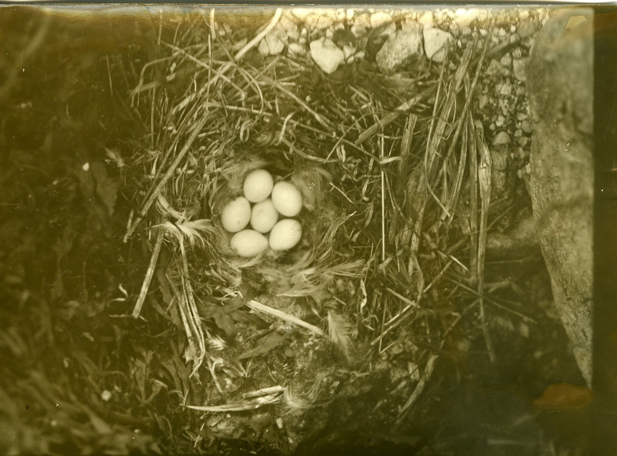 'Stenskvätta, bo med 6 ägg. :: Äggens naturliga storlek: :: Längd: 20 mm :: Tjocklek: 15 mm ::  :: Ingår i serie med fotonr. 586-595.'